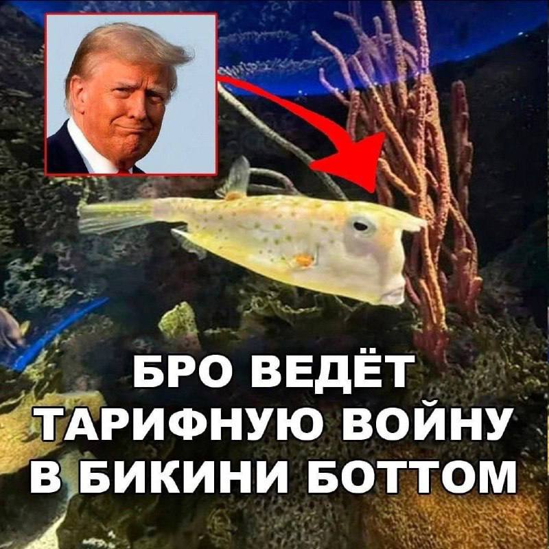 Бро ведёт тарифную войну в Бикини Боттом Трамп и рыба-корова, которая выглядит как Трамп, в Бикини Боттом ведут тарифную войну