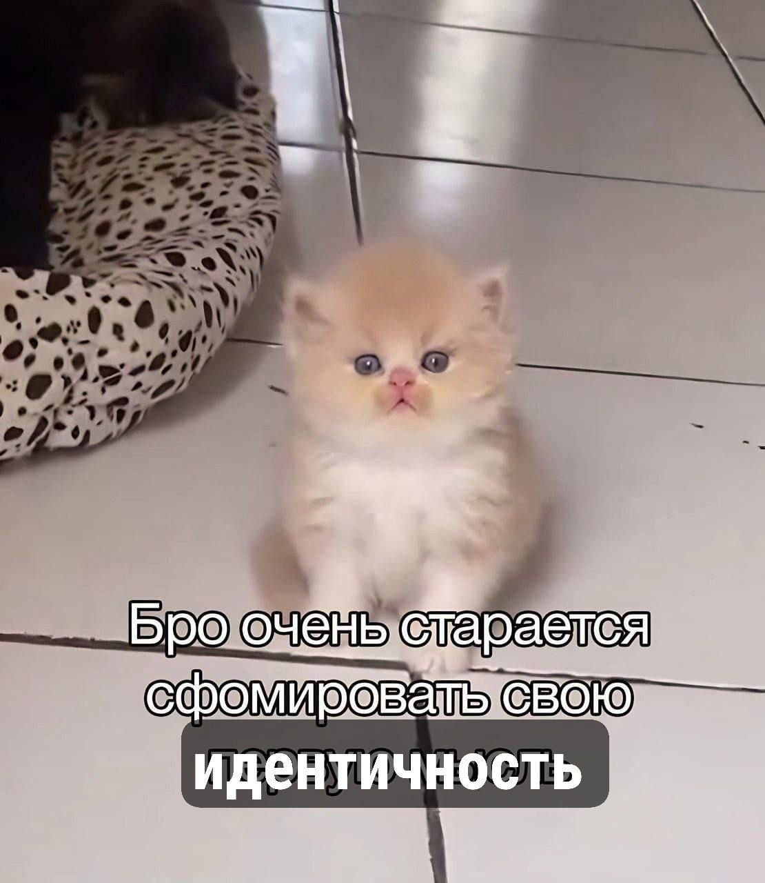 Маленький котёнок с серьёзной мордочкой и надписью «Бро очень старается сформировать свою идентичность»