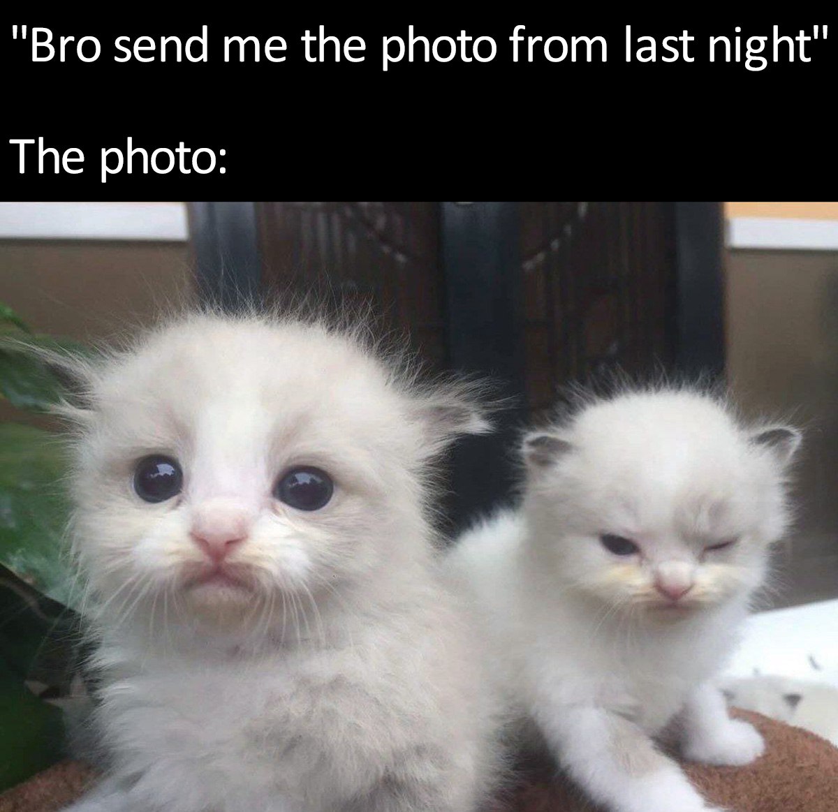 Bro send me the photo from last night Бро пришли мне фото со вчерашней ночи, а на фото два белых котенка