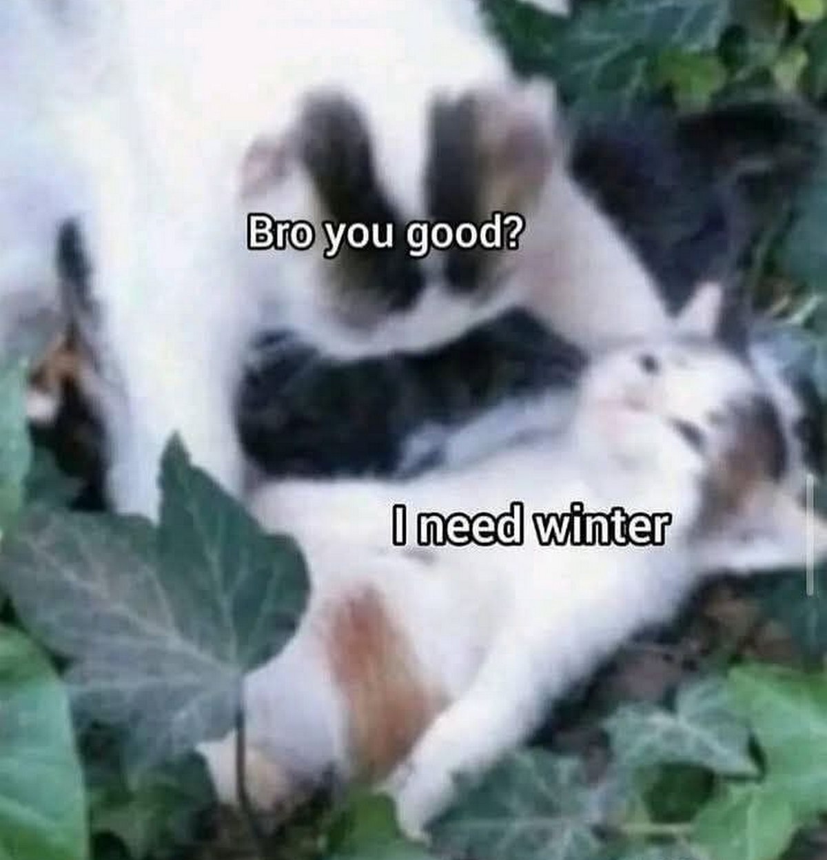 Bro you good? I need winter Кот говорит "I need winter" другому коту
