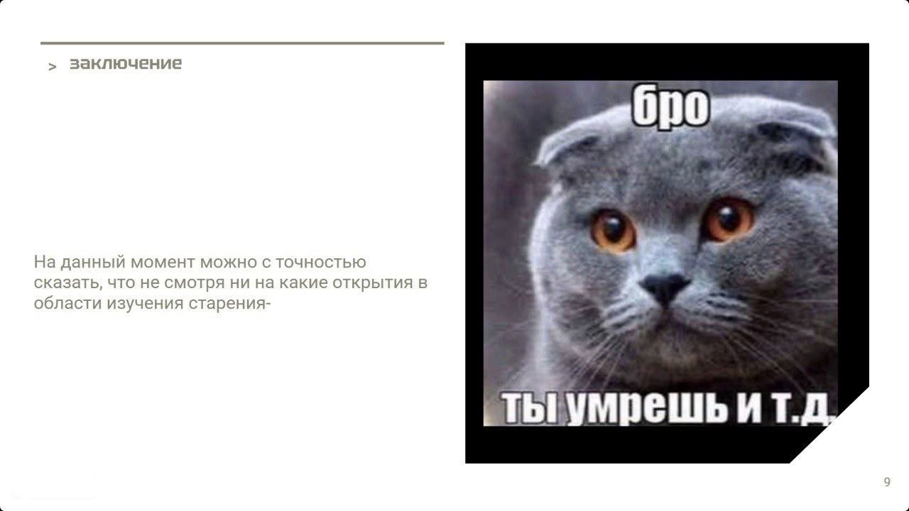 Бро, ты умрешь Бро, ты умрешь и так далее. Шотландский вислоухий кот смотрит прямо на зрителя.