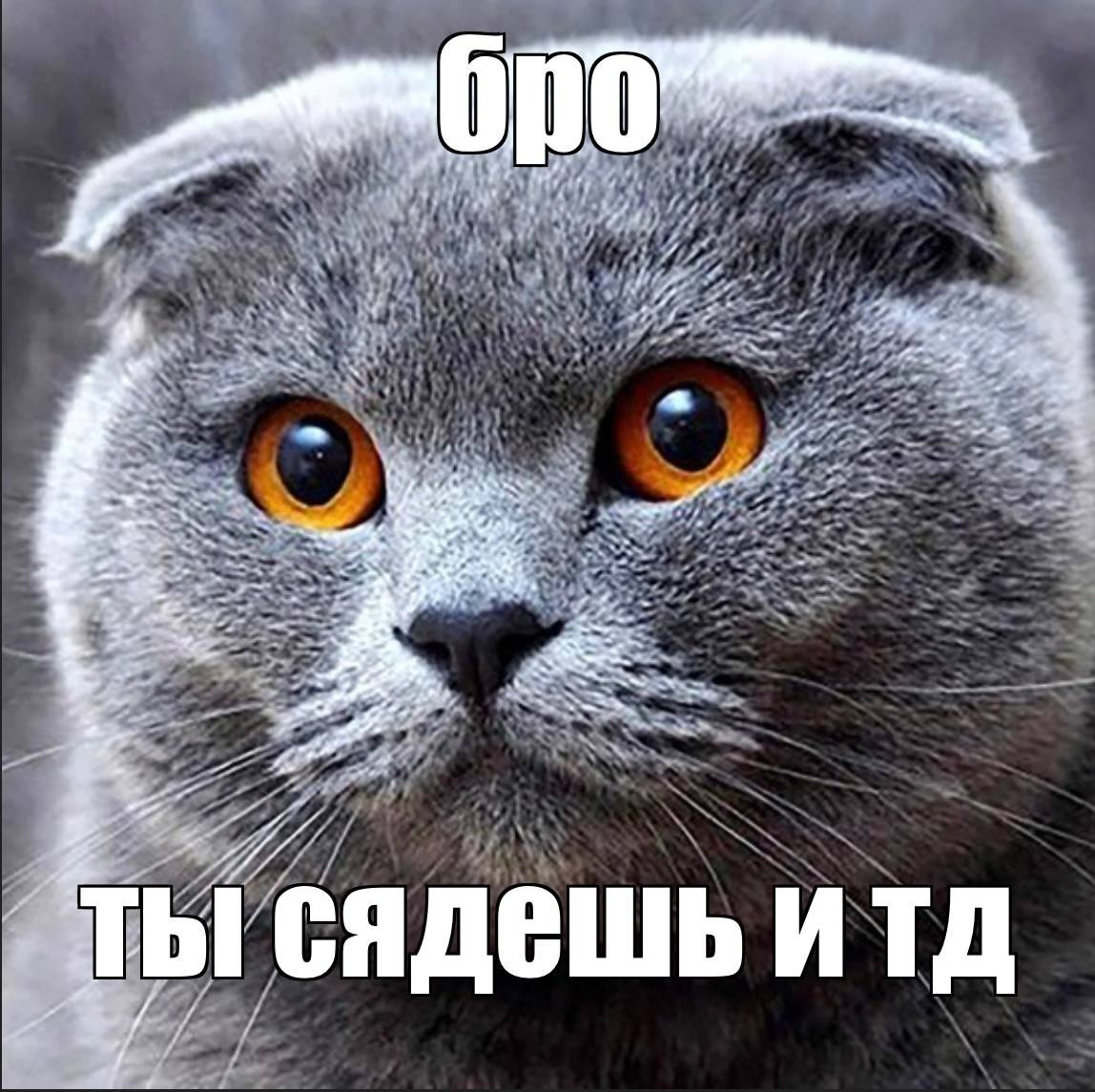 Бро ты сядешь и тд Мем с котом породы шотландская вислоухая, который серьезно смотрит в камеру и говорит «Бро, ты сядешь и т.д.»