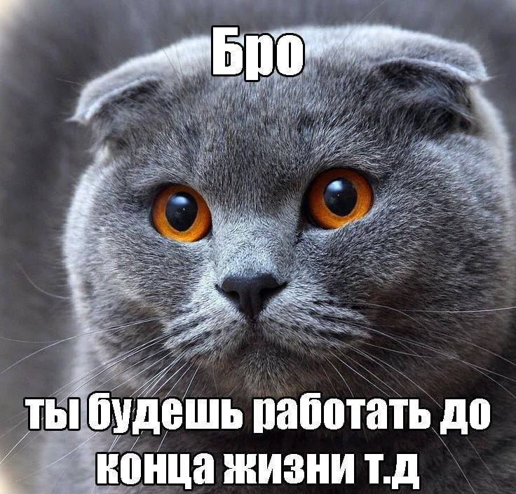 Бро ты будешь работать до конца жизни Мем с котом породы шотландская вислоухая и надписью «Бро ты будешь работать до конца жизни»