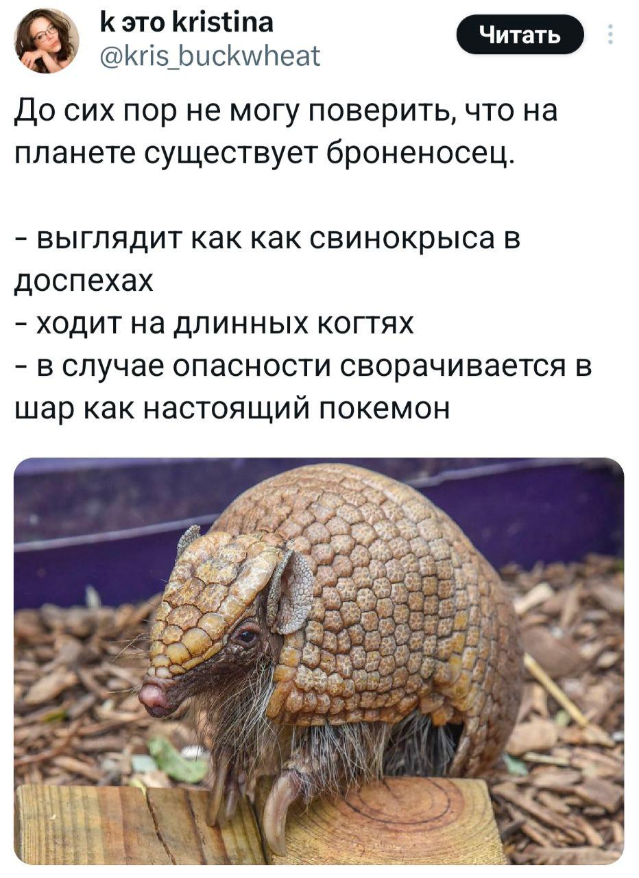 Броненосец как покемон Забавная картинка с броненосцем, которого сравнивают со свинокрысой в доспехах и покемоном