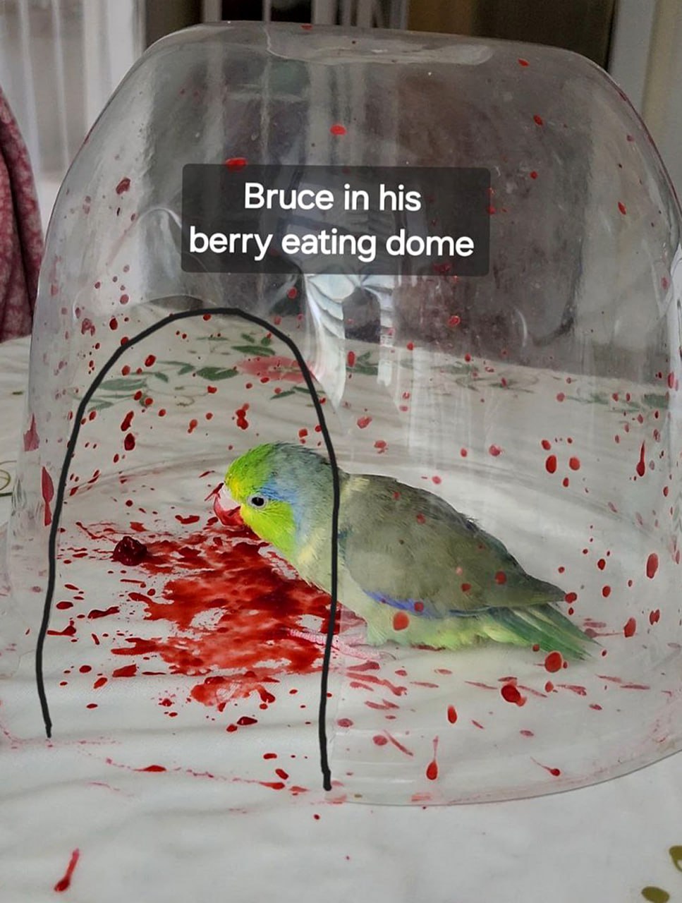 Bruce in his berry eating dome Попугай Брюс в прозрачном куполе, поедающий ягоды, из-за чего вокруг него много красных пятен, похожих на кровь