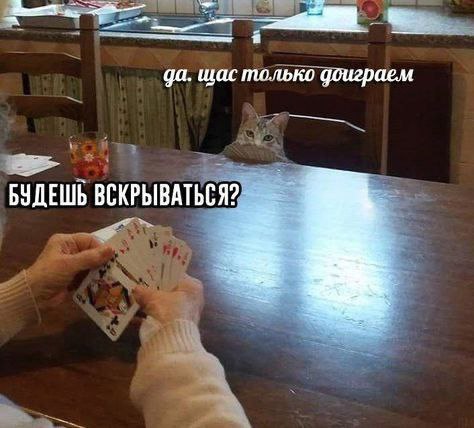 Будешь вскрываться? Кот играет в карты с бабушкой и прячется за стулом