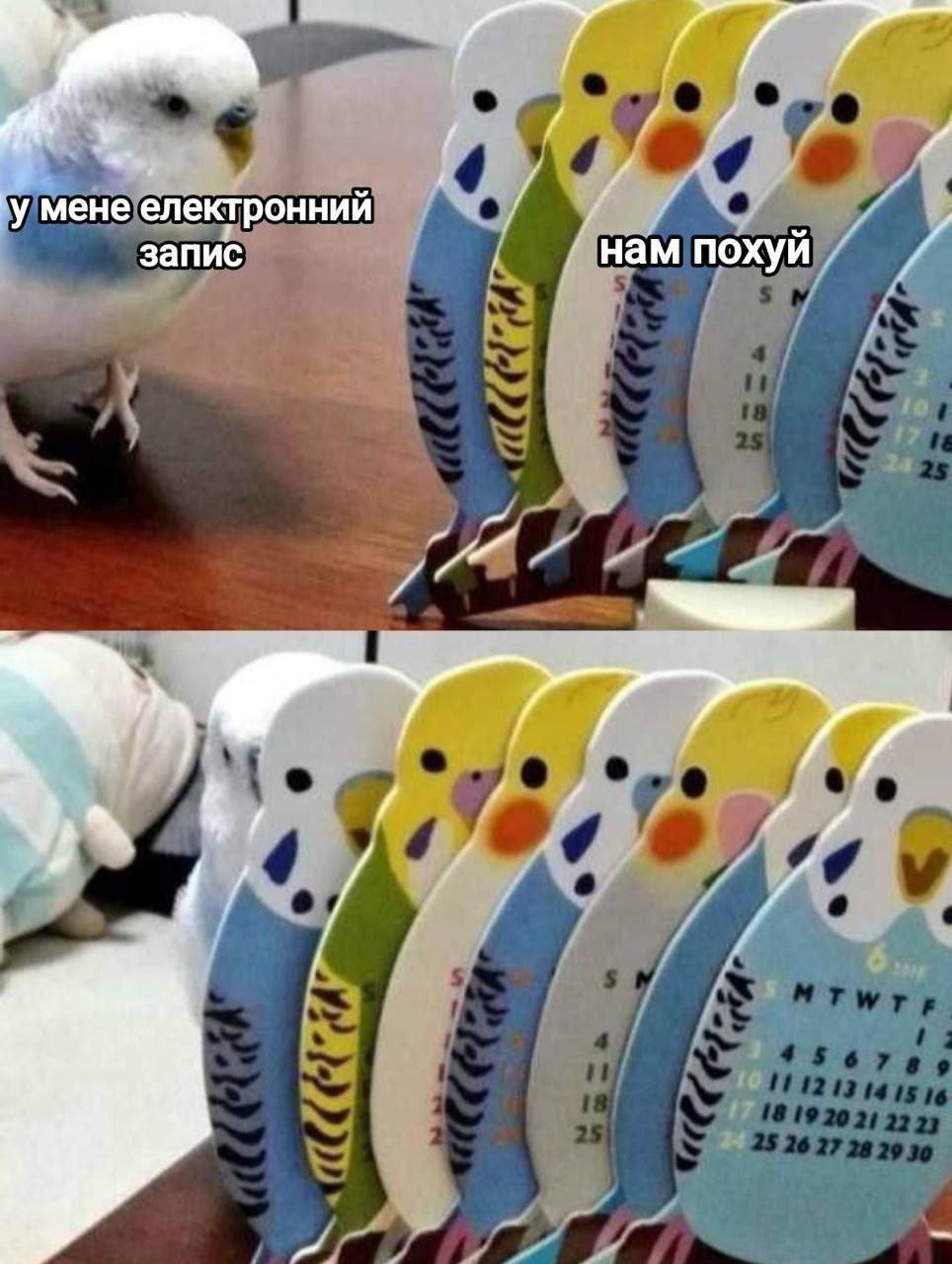 У меня электронная запись. Нам похуй Попугай говорит «У меня электронная запись», а очередь попугаев отвечает «Нам похуй»