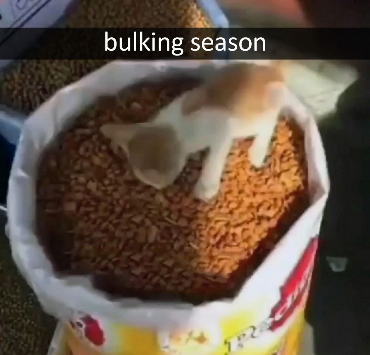 Bulking season кот в мешке корма Маленький рыже-белый котенок лежит на мешке с сухим кормом, под которым находится надпись Bulking season, что переводится как «сезон набора массы».