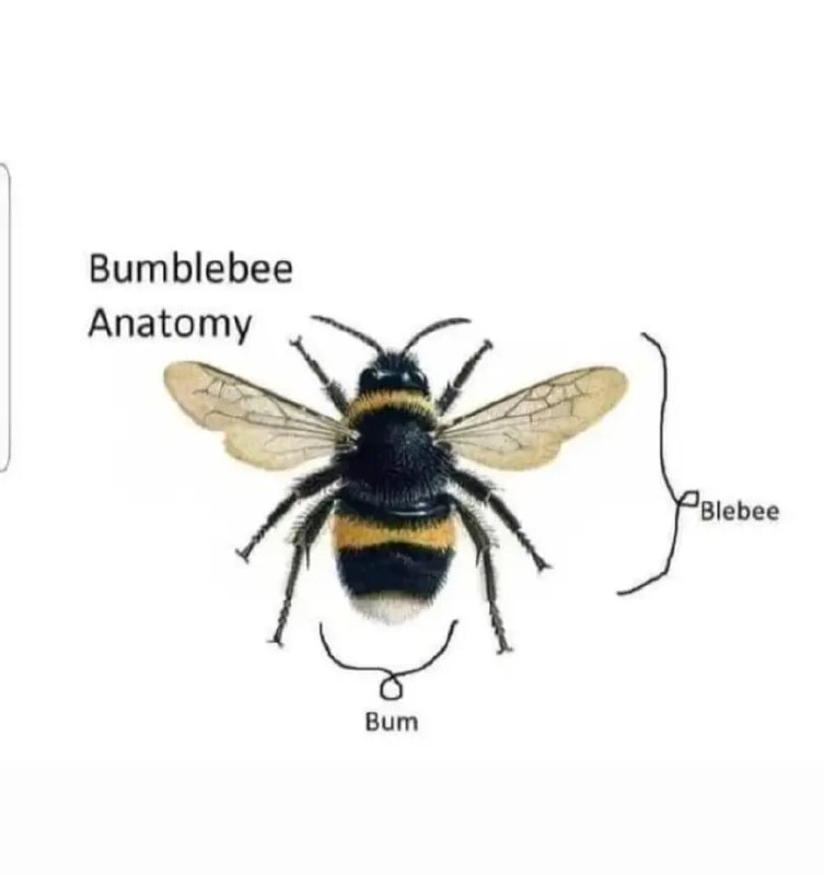 Шутливая схема шмеля с подписями «Bum» и «Blebee», как будто слово Bumblebee разобрали на части.
