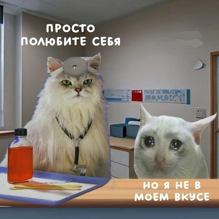 Но я не в моем вкусе Кот-доктор говорит "Просто полюбите себя", а грустный кот отвечает "Но я не в моем вкусе"
