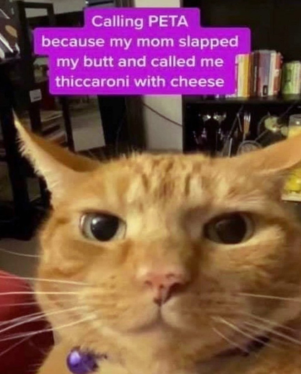 Calling PETA thiccaroni with cheese cat Кот, который звонит в PETA, потому что его мама назвала его "thiccaroni with cheese"