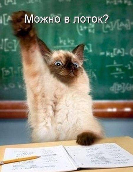 Котёнок поднимает лапу на уроке и спрашивает: «Можно в лоток?»