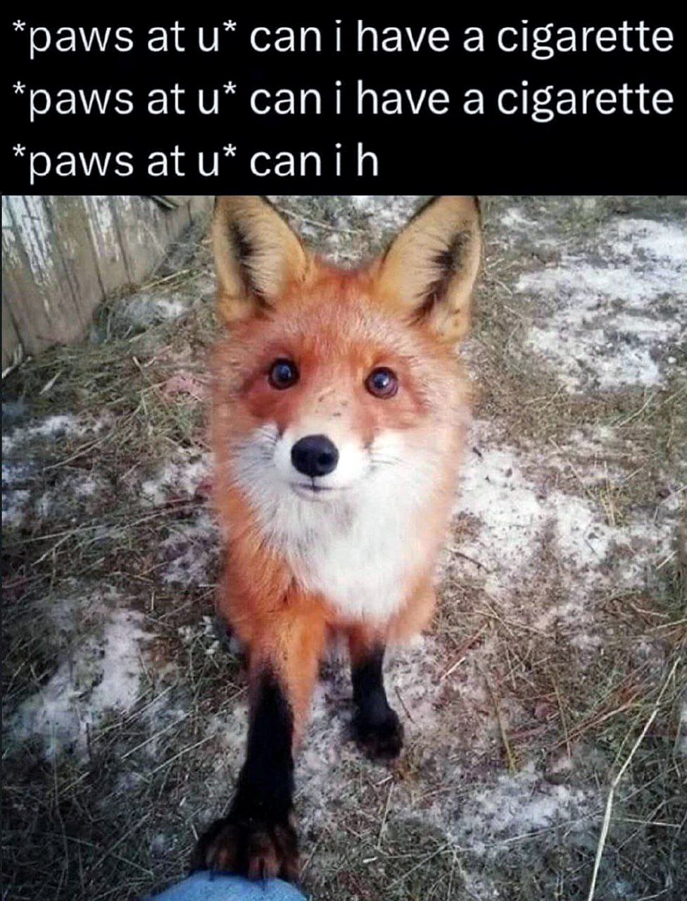 Can i have a cigarette fox Рыжая лиса стоит на задних лапах и тянет переднюю лапу к человеку, выпрашивая сигарету. На фоне виднеется снег и сухая трава.