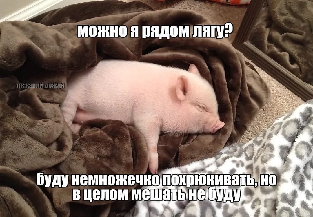 Милый поросёнок под пледом спрашивает, можно ли лечь рядом, и обещает немного похрюкивать, но не мешать.