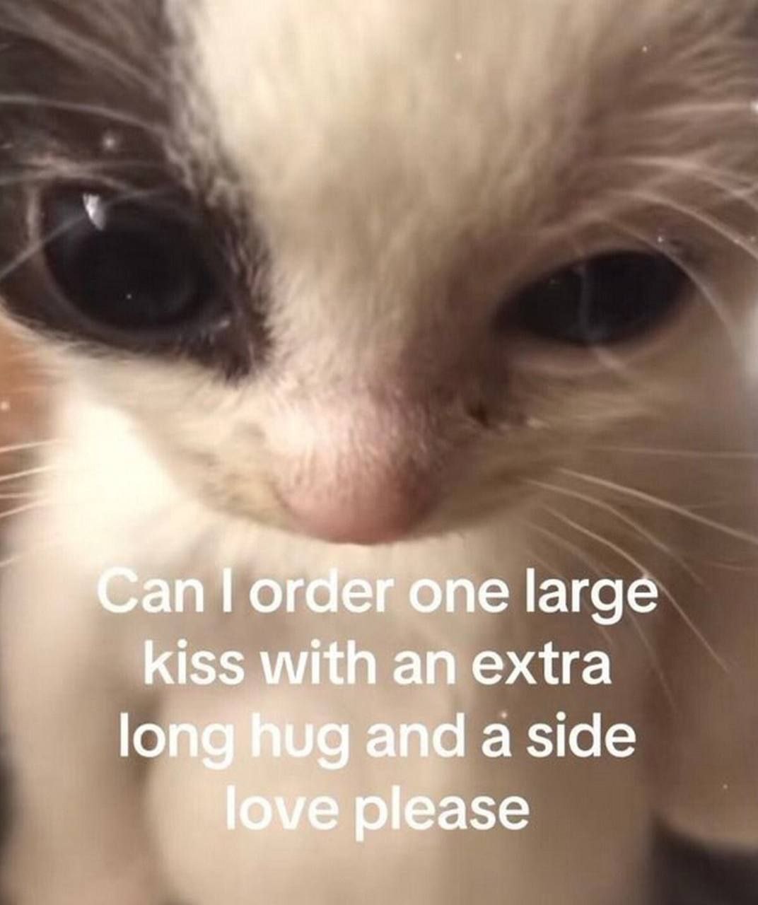 Can I order one large kiss with an extra long hug Котёнок с широко открытыми глазами, просящий заказать большой поцелуй с очень долгими объятиями и любовью