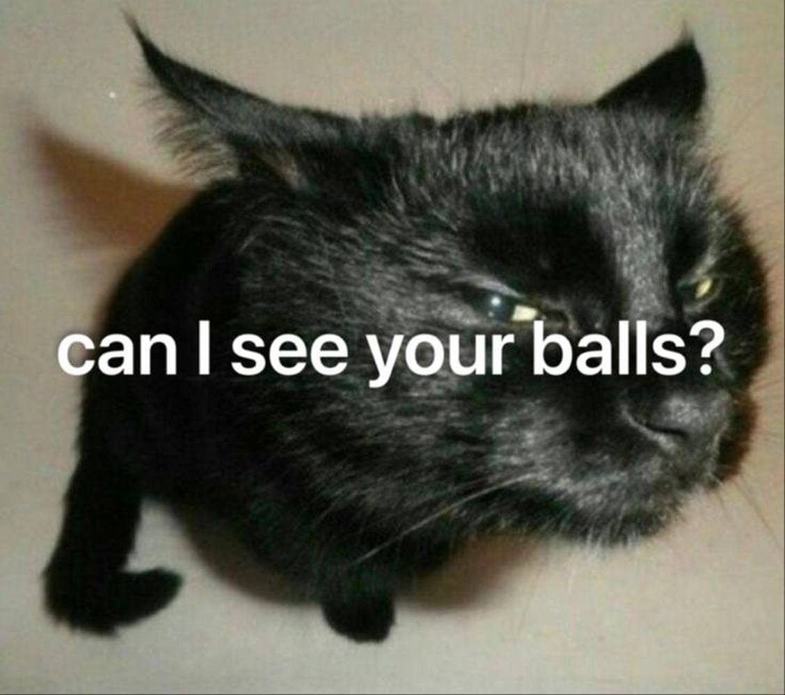 Черный кот can I see your balls Мем с черным котом, который спрашивает "can I see your balls?"