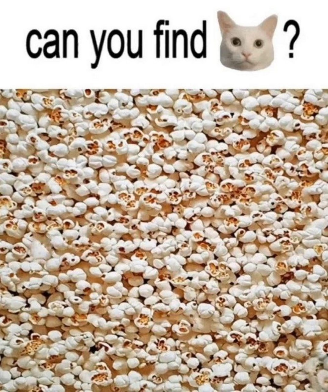 Сan you find кота в попкорне Сan you find кота в попкорне