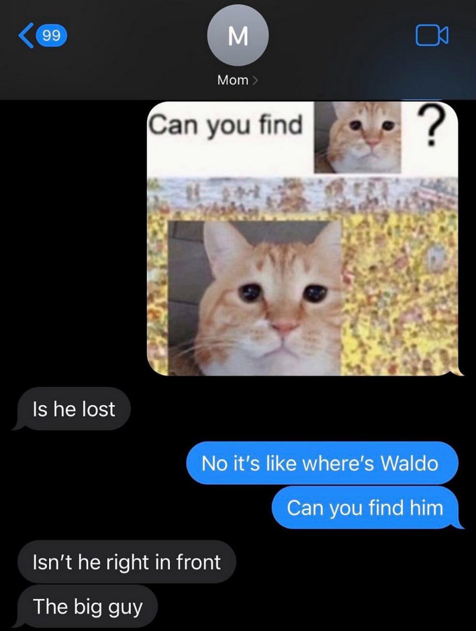 Can you find him кот Переписка между мамой и ребёнком, в которой мама не может понять мем "Can you find him" с котом