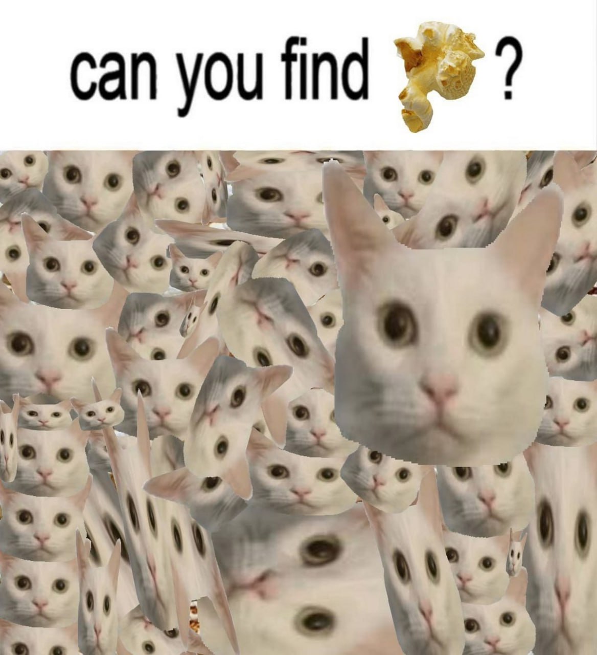 Can you find popcorn Множество кошачьих морд и попкорн на белом фоне
