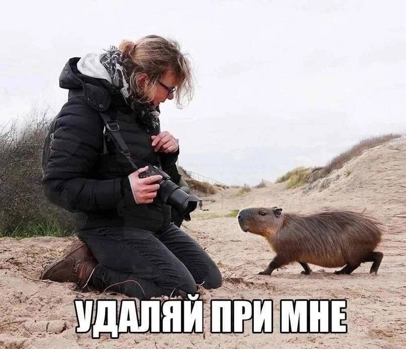 Капибара требует удалить фото Фотограф на коленях перед капибарой, которая требует удалить снимок