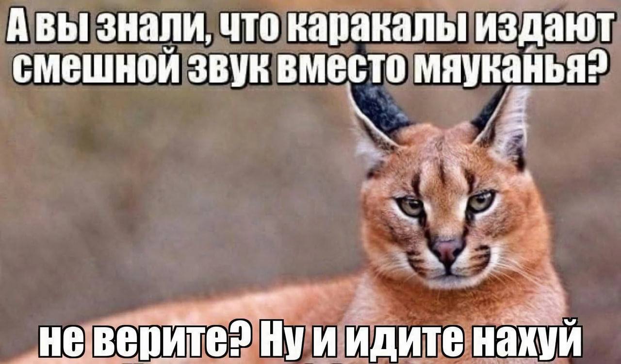 А вы знали, что каракалы издают смешной звук вместо мяуканья А вы знали, что каракалы издают смешной звук вместо мяуканья? Не верите? Ну и идите нахуй