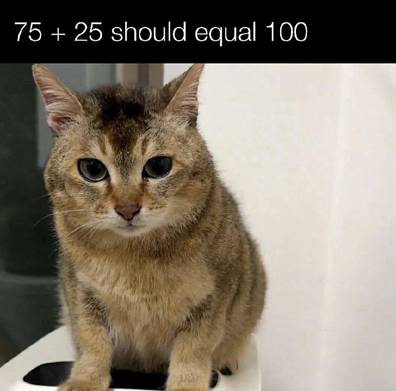 75 + 25 should equal 100 Кот с грустными глазами и надписью "75 + 25 should equal 100"