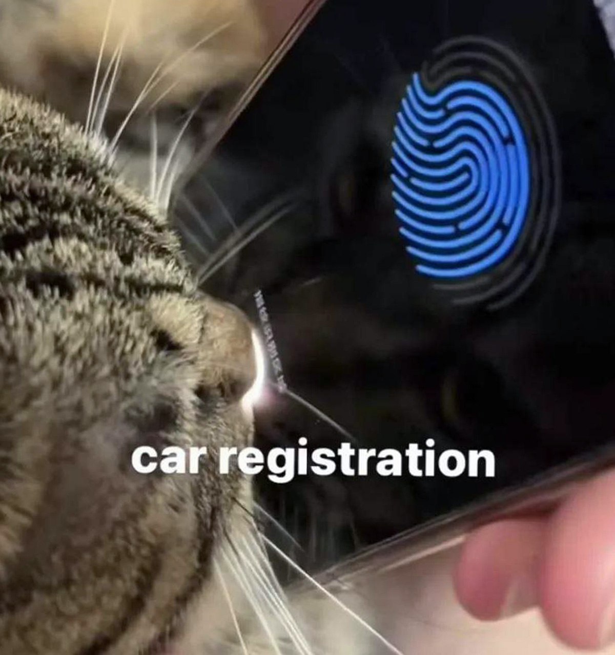 Кот и car registration Кот прикладывает нос к телефону, чтобы пройти регистрацию автомобиля.