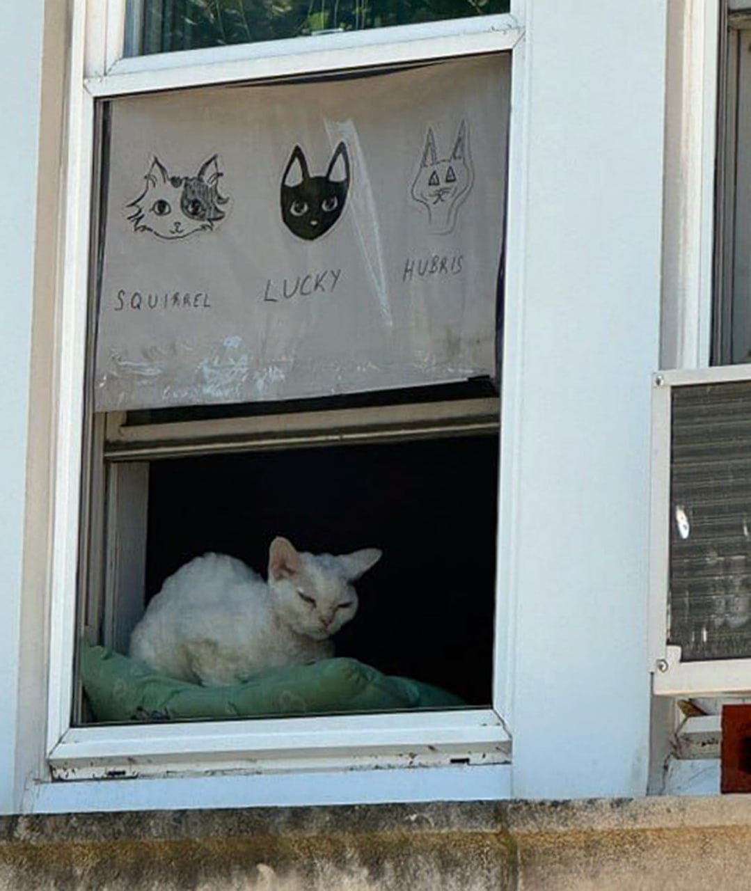 Кот под рисунками Squirrell Lucky Hubris Кот сидит на подоконнике под рисунками "Squirrell", "Lucky" и "Hubris"