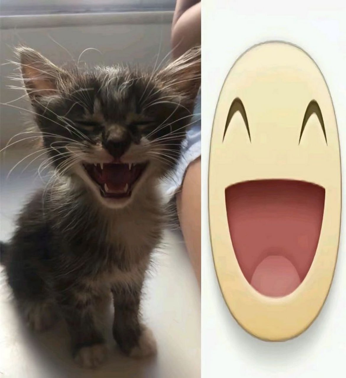 Котенок и смайлик «D» Котенок широко раскрыл рот, как смайлик «D»