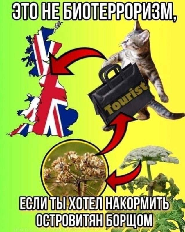 Кот и борщевик Кот-турист с чемоданом, из которого высыпается борщевик