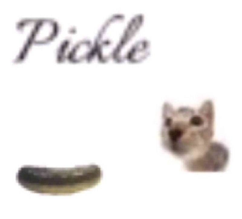 Кот и огурец Кот и огурец с надписью Pickle на белом фоне.