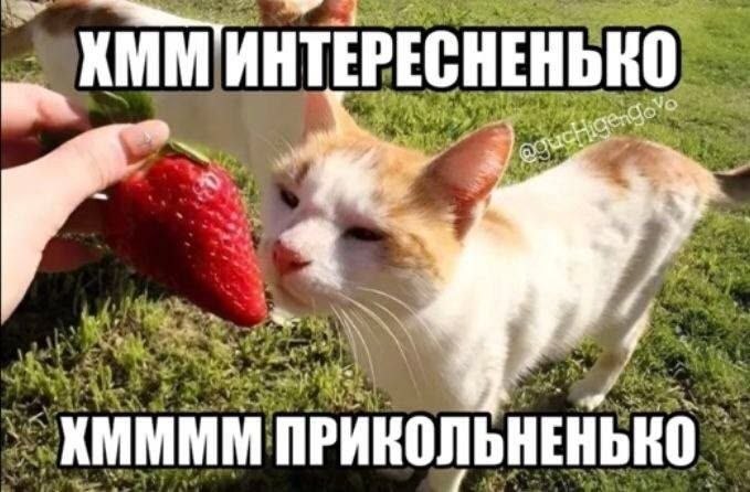 Белый кот с рыжими пятнами заинтересованно рассматривает большую клубнику: «Хмм интересненько… Хммм прикольненько».