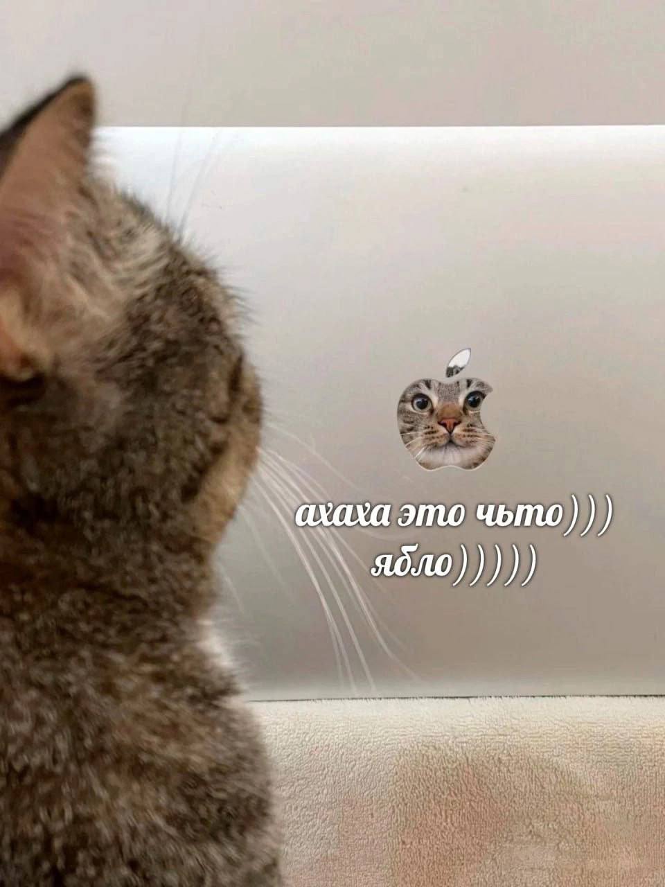 Кот логотип Apple на ноутбуке Кот в виде логотипа Apple на ноутбуке, с подписью о том, что это "яблоко".