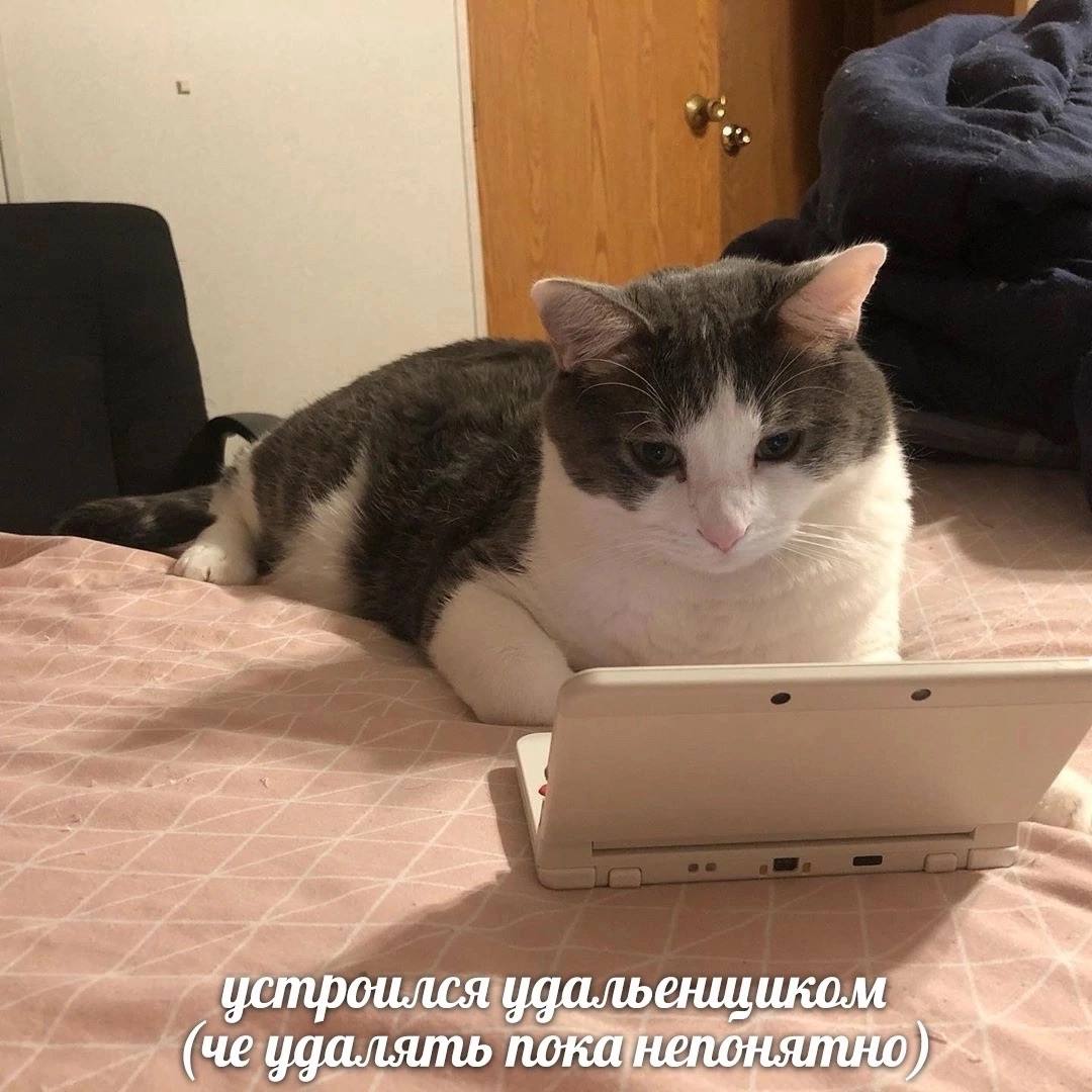 Кот удаленщик Мем, где кот сидит на кровати и смотрит в раскрытую портативную приставку, как будто работает удаленно, а подпись гласит, что он устроился удаленщиком и пока не понял, что удалять.
