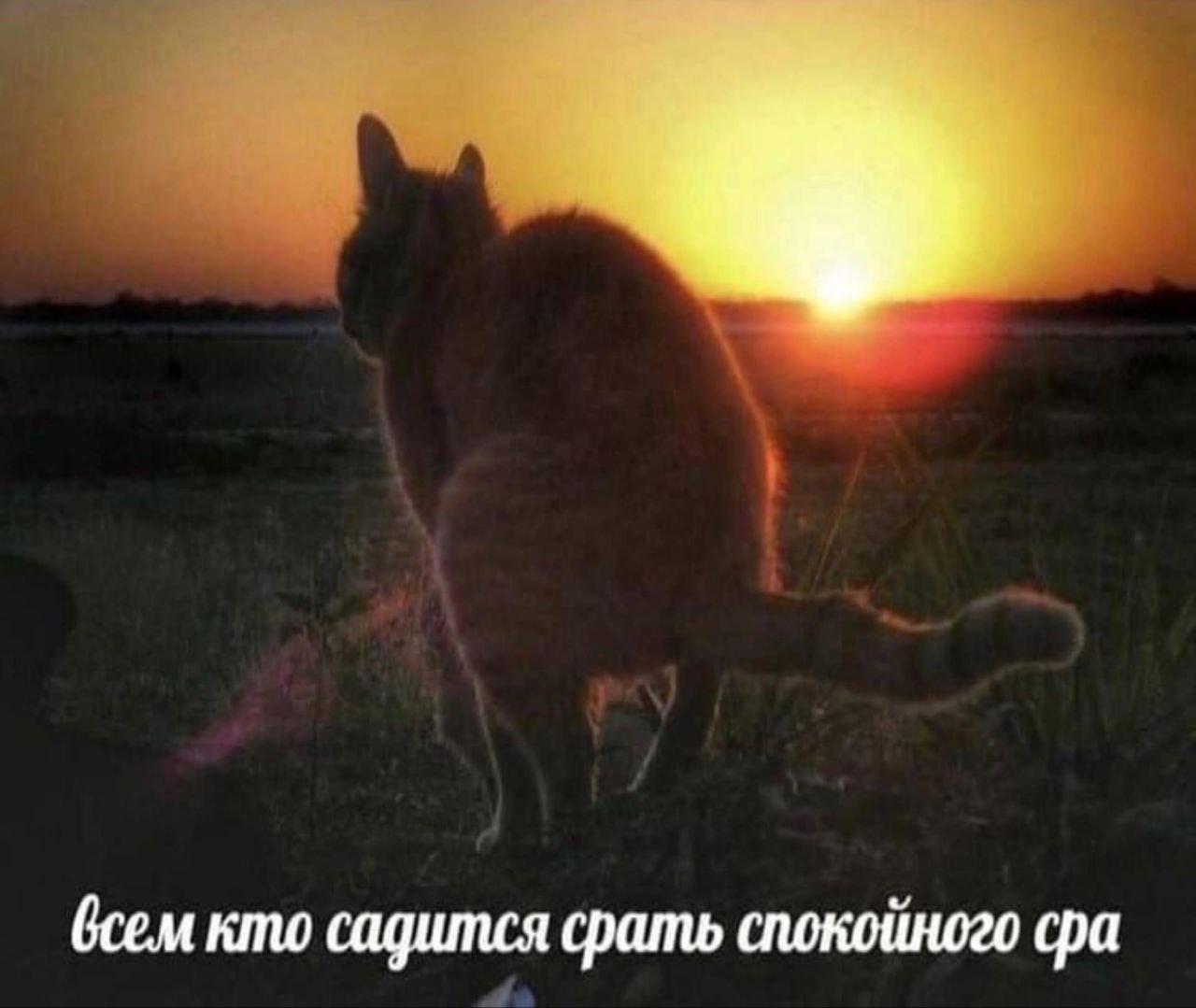 Всем кто садится срать спокойного сра Рыжий кот на закате желает всем, кто садится срать, спокойного сра
