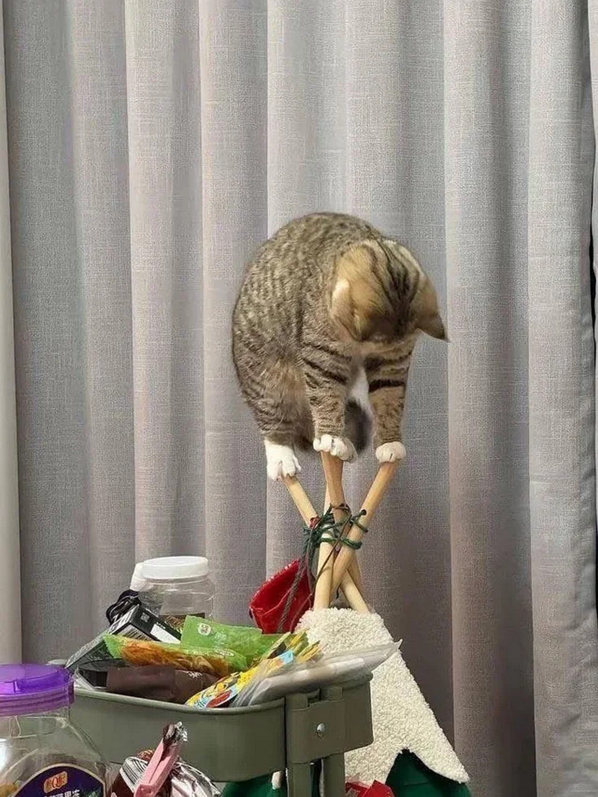 Кот балансирует на четырех палках, связанных вместе как вигвам