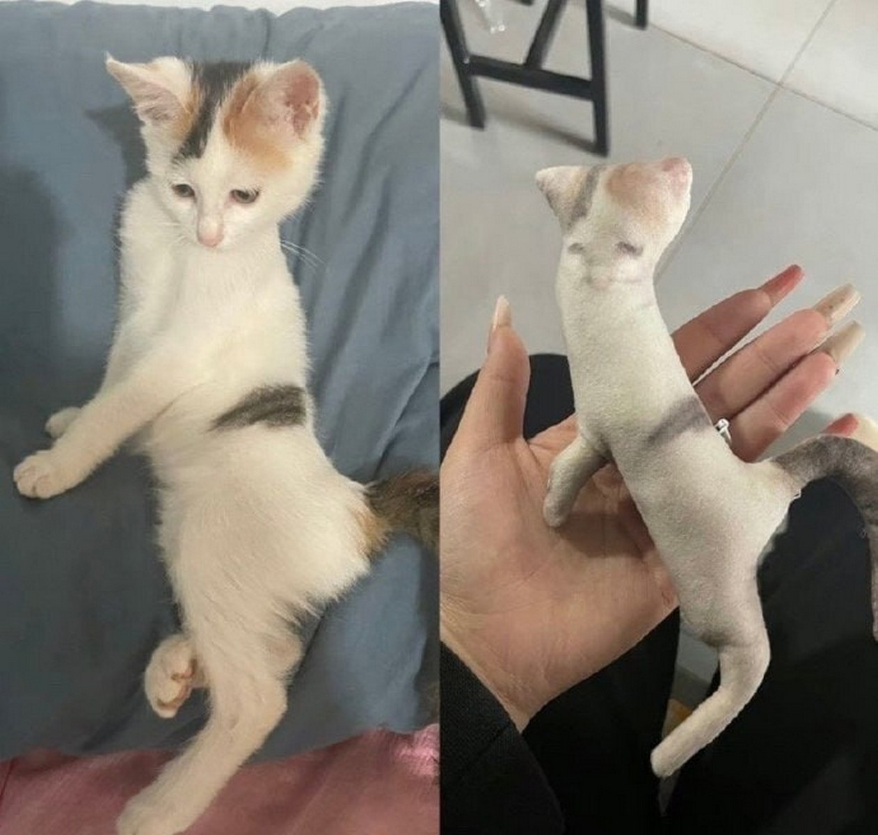 Котенок до и после бритья Котенок до и после бритья