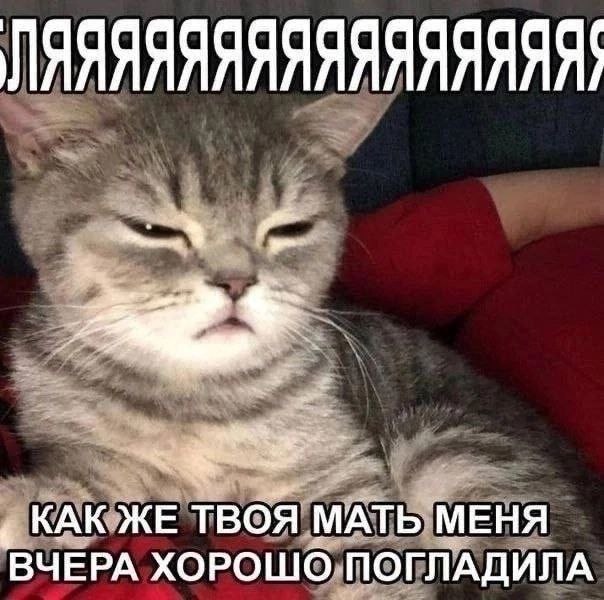 Кот щурится от удовольствия Кот щурится от удовольствия после того, как его погладили