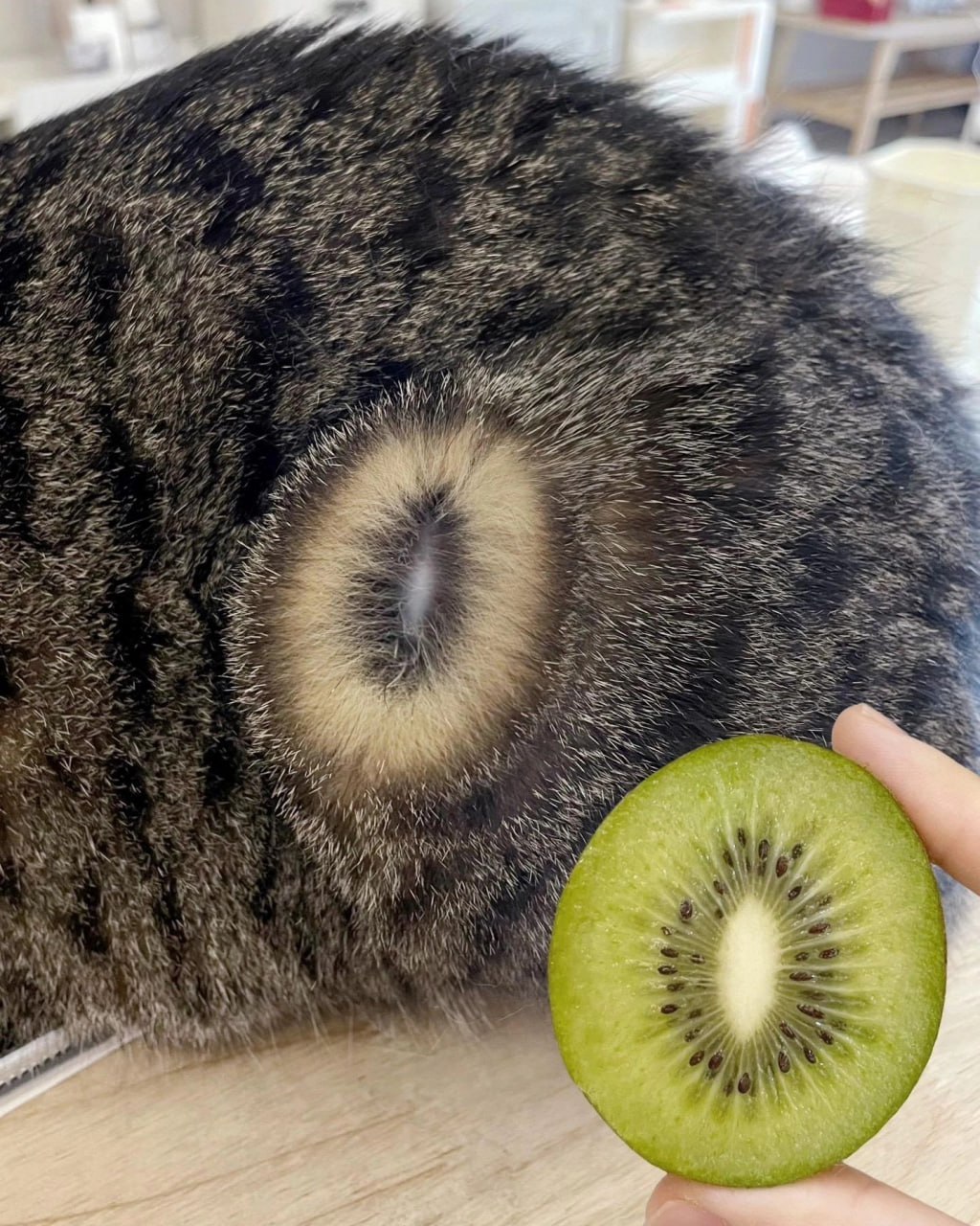 Кошачья задница похожа на киви Кошачья задница, обритая вокруг ануса, похожа на разрез киви
