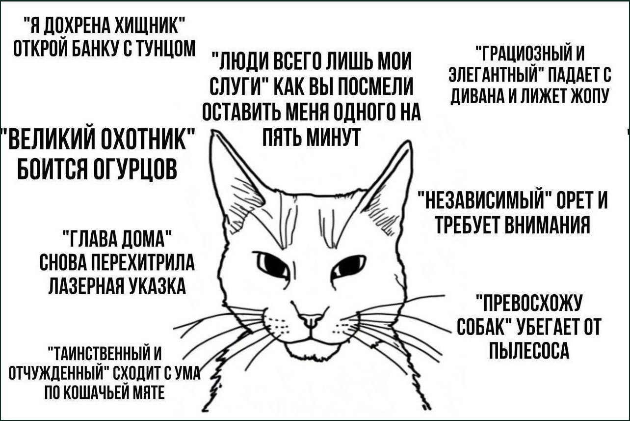 Суровый кот считает себя великим охотником, но боится огурцов, пылесоса и требует открыть банку с тунцом.