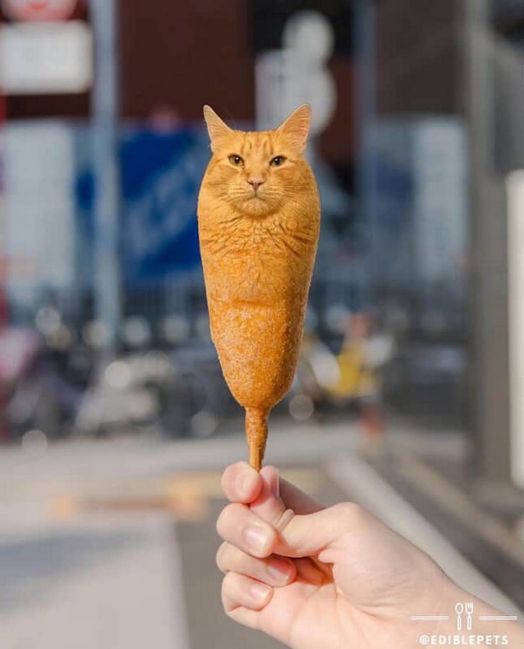Корн-дог с котом Кукурузная палочка с головой кота