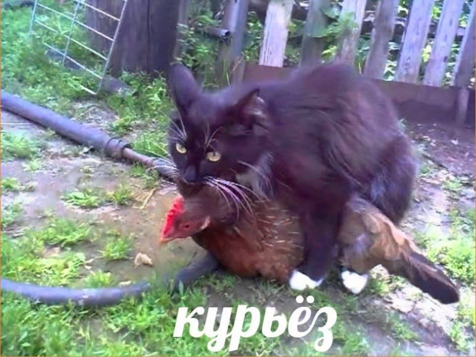 Чёрный кот верхом на курице выглядит как курьер, который выбрал необычный способ доставки.