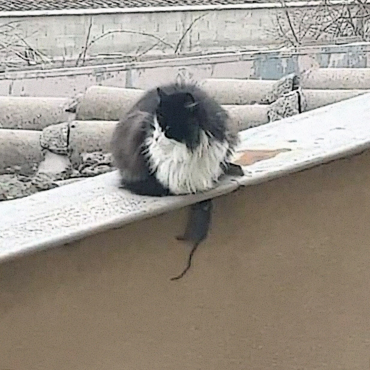Кот свернулся клубочком на снежной крыше Кот свернулся клубочком на снежной крыше, его пушистый хвост свисает вниз. На заднем плане видны крыши домов, покрытые снегом.