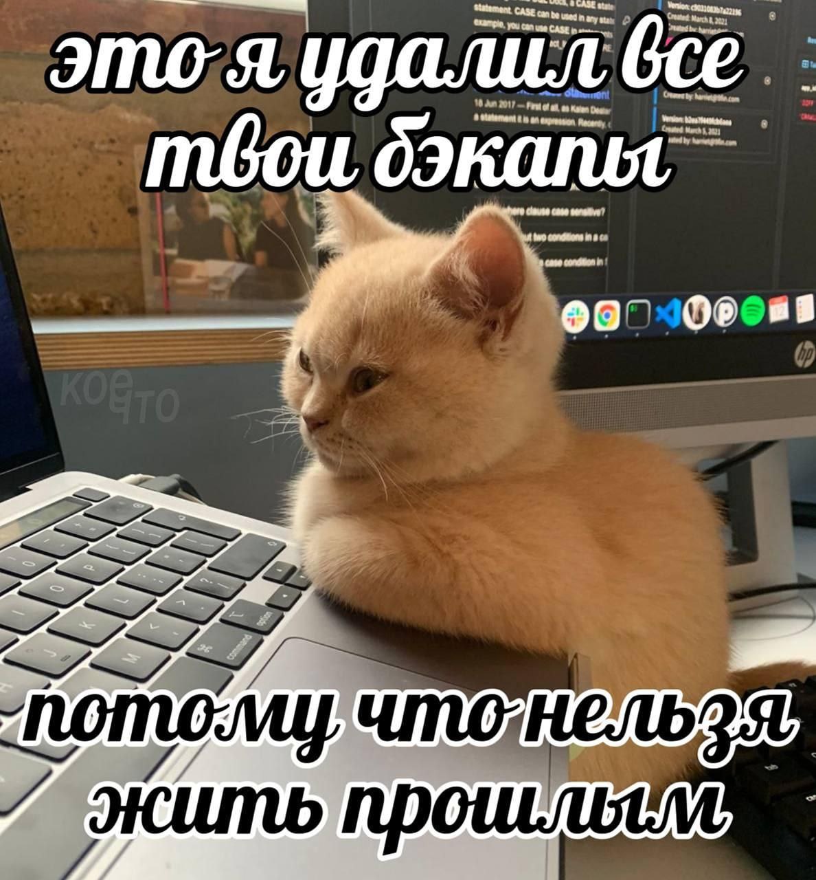 Кот удалил бэкапы, потому что нельзя жить прошлым Кот-программист удаляет бэкапы, потому что нельзя жить прошлым