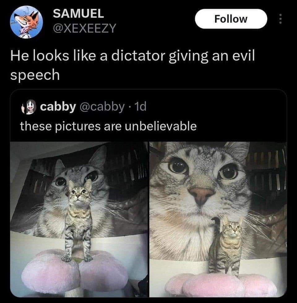 Кот-диктатор Мем с котом, который выглядит как диктатор, произносящий зловещую речь