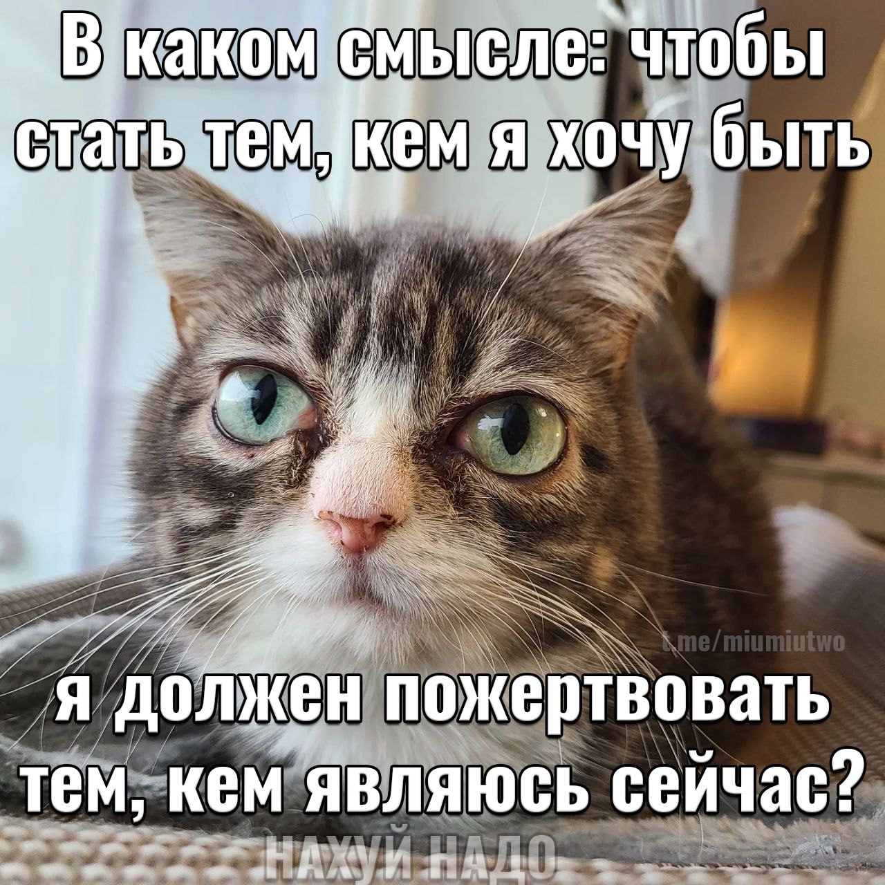 Недовольный кот задаётся вопросом, зачем ему жертвовать собой ради того, чтобы стать тем, кем он хочет быть.