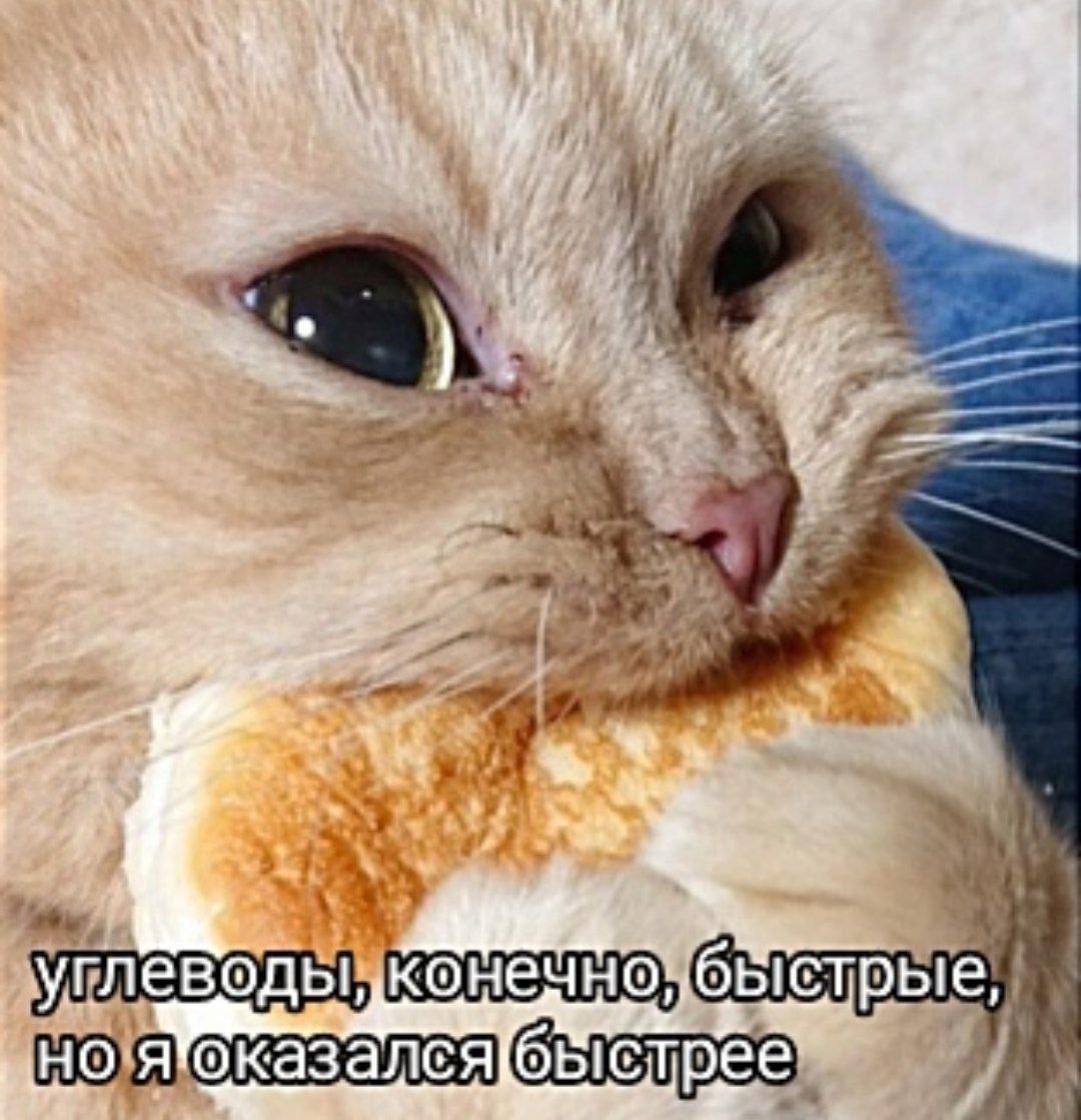 Кот ест углеводы, конечно, быстрые, но я оказался быстрее Кот ест булку и выглядит очень сосредоточенным