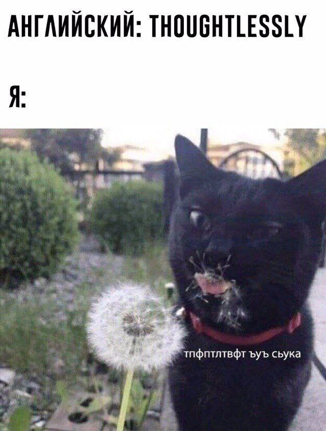 Кот ест одуванчик Thoughtlessly Мем с котом, который попытался съесть одуванчик, но набил рот пухом. Надпись: «АНГЛИЙСКИЙ: THOUGHTLESSLY Я: тпфптлтвфт ъуъ съука»