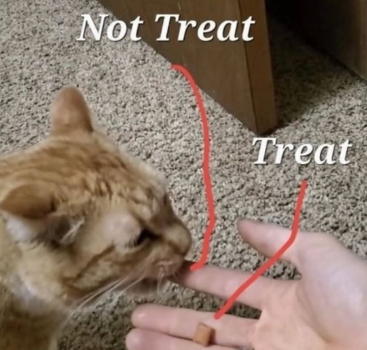Кот ест палец Not Treat Treat Кот ест палец, хотя рядом лежит угощение