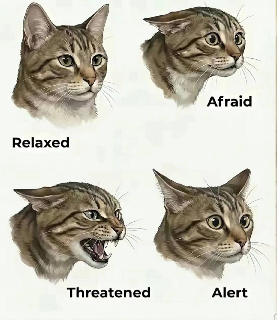 Изображения кота, демонстрирующие различные эмоции: расслабленный, испуганный, угрожающий и настороженный